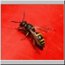 Ancistrocerus nigricornis - Lehmwespe 10.jpg